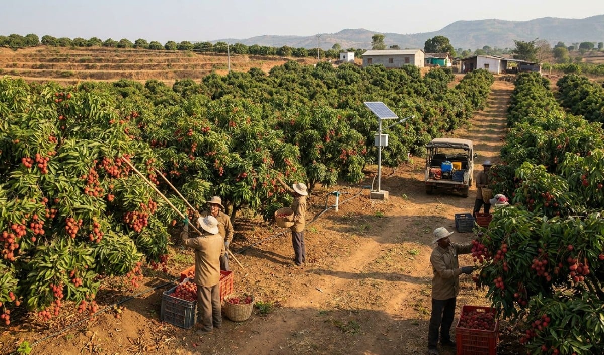 Litchi Export Litchi Export