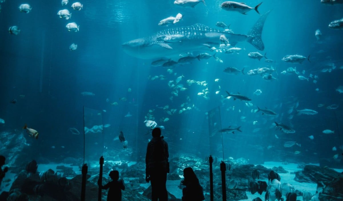 Fish Aquarium Show Fish Aquarium Show