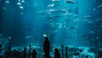 Delhi वालों Miss न करें, सिर्फ कुछ दिनों के लिए खुला है ये Amazing Fish Immersive Show
