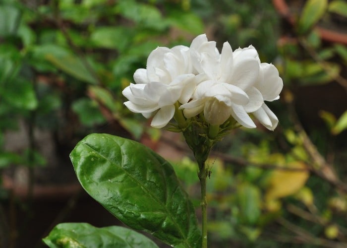 Mogra Plant Care: मोगरे का पौधा फूलों से भर देगी यह Secret Trick, Gardening में ये गलतियां कभी न करें
