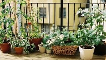 Old Tyre Reuse: Old Tyre Reuse का ये तरीका हो रहा Viral, अब आपका Garden भी पाएगा एक Designer Look