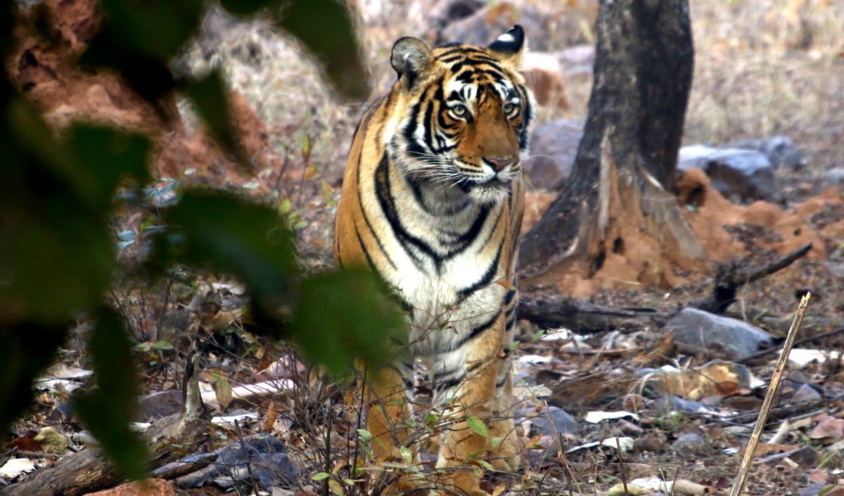 Ranthambore National Park में सफारी के दौरान कैंटर के ब्रेक फेल, बाल-बाल बचे पर्यटक, चालक और वाहन पर लगा प्रतिबंध