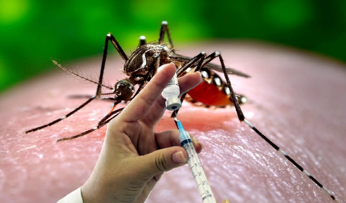 dengue dengue