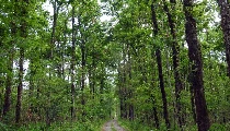 पौधारोपण करना एक कला है (व्यंग्य) पौधारोपण करना एक कला है (व्यंग्य)