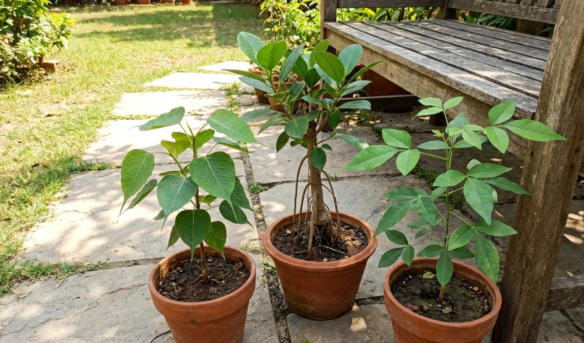 Hariyali Amavasya 2026: पितरों की शांति के लिए लगाएं ये Trees, दूर होगा Pitru Dosha और बढ़ेगी सुख-समृद्धि Hariyali Amavasya 2026: पितरों की शांति के लिए लगाएं ये Trees, दूर होगा Pitru Dosha और बढ़ेगी सुख-समृद्धि