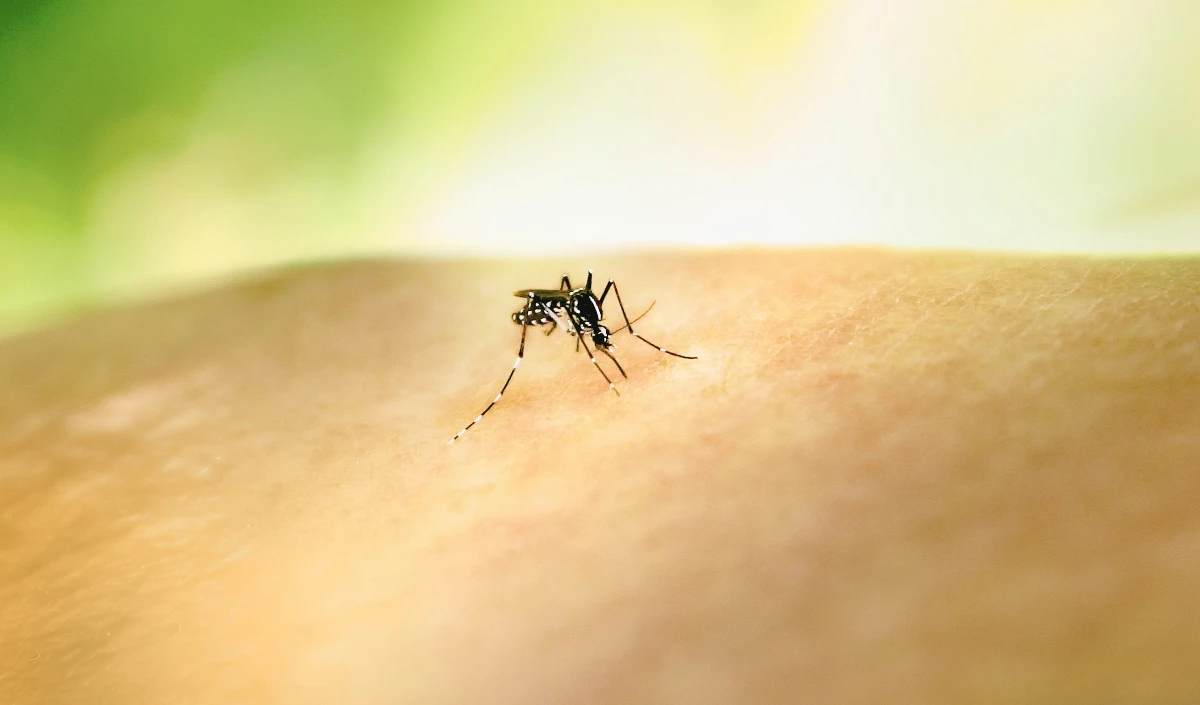 Dengue Platelets Danger Dengue Platelets Danger