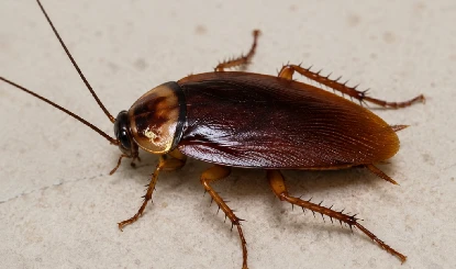कर्नाटक विधानसभा में Food Safety Raid, थाली में मिले Cockroaches, मंत्रियों की सेहत से खिलवाड़