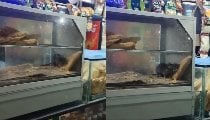 Watch Video: सूरत रेलवे स्टेशन पर पैटीज खाते दिखा चूहा, वीडियो वायरल के बाद रेलवे ने बंद कराया टी स्टॉल