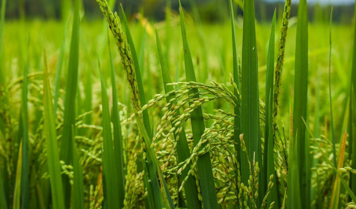 Rice Crop Rice Crop