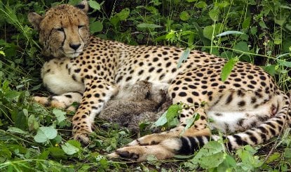 Project Cheetah के तहत Kuno National Park में जन्मी KGP12 ने चार शावकों को दिया जन्म