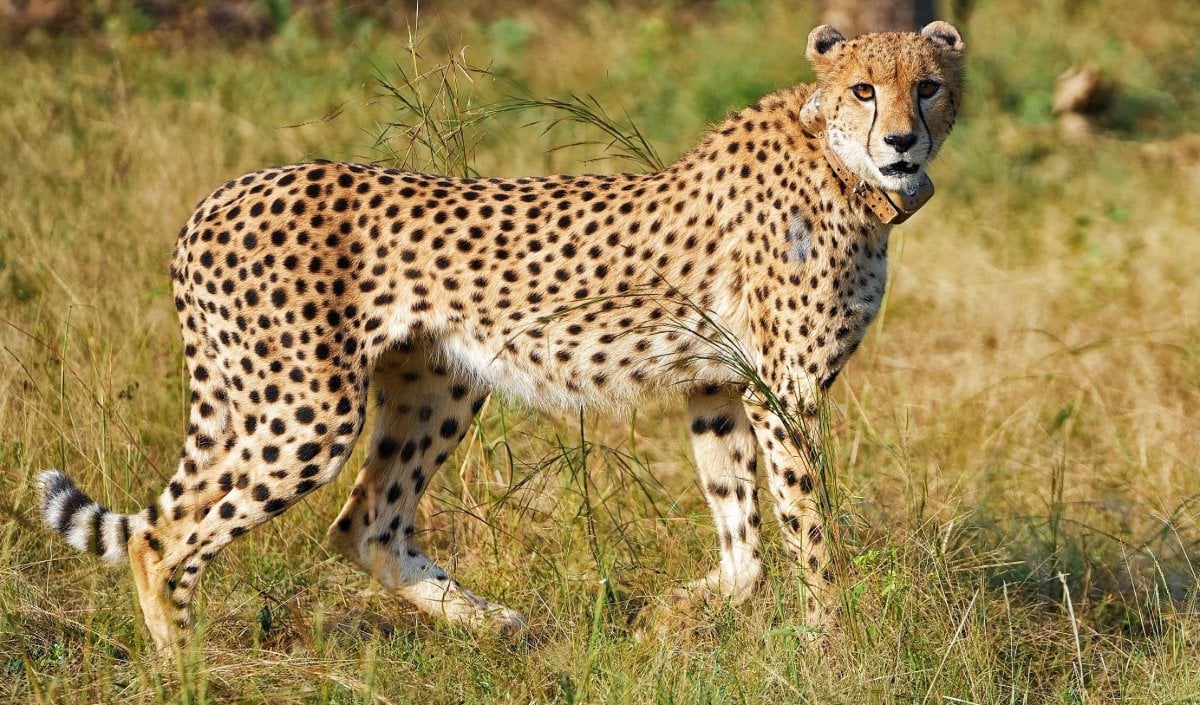 Project Cheetah India | विलुप्ति से वापसी तक... 4 साल में भारत में चीतों का कुनबा बढ़कर 52 हुआ, जानें 