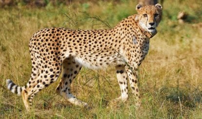 Project Cheetah India | विलुप्ति से वापसी तक... 4 साल में भारत में चीतों का कुनबा बढ़कर 52 हुआ, जानें