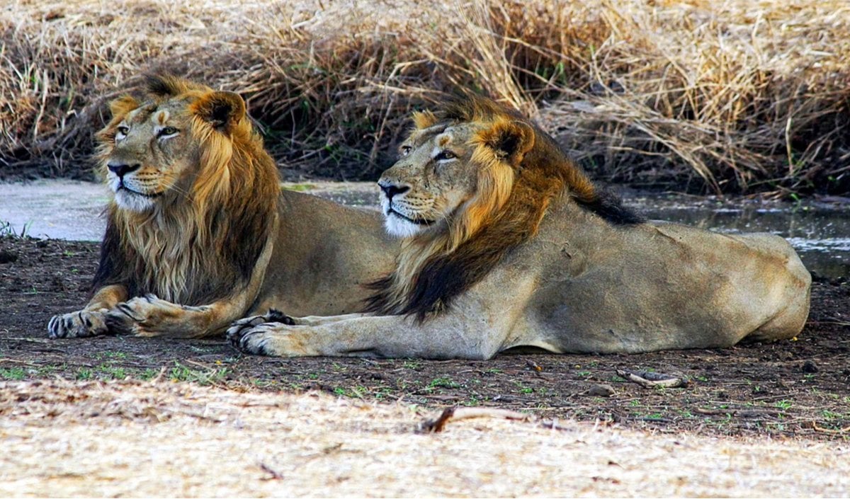 Barda जंगल में Asiatic Lions के पुनर्वास को मिली मजबूती, Gujarat सरकार ने किया बड़ा प्रशासनिक फेरबदल