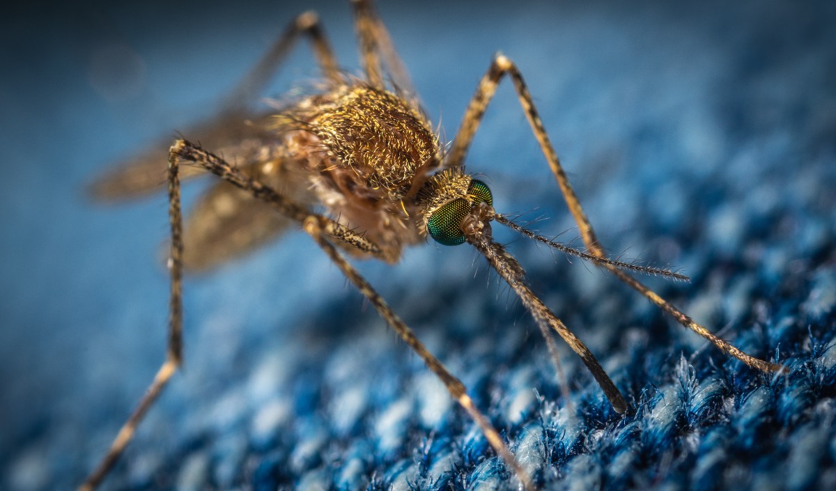 बढ़ रहा है डेंगू का प्रकोप, घर से मच्छर भगाने के लिए करें ये आसान उपाय