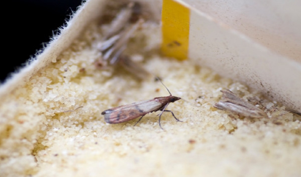 Follow these tricks to avoid pests in flour, semolina and gram flour